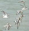 Bécasseau sanderling