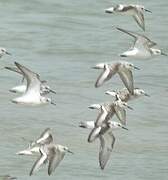 Sanderling