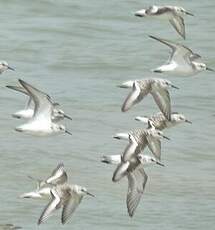 Bécasseau sanderling