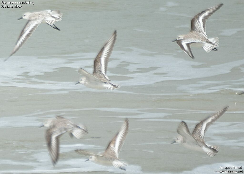 Sanderlingadult post breeding, habitat, aspect, pigmentation, Flight