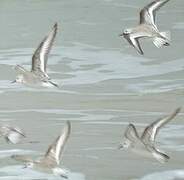 Bécasseau sanderling