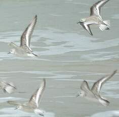 Bécasseau sanderling