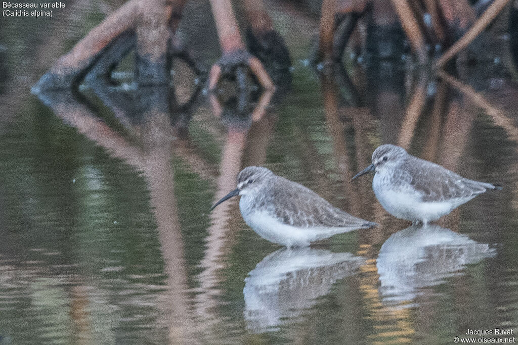 Dunlinadult post breeding, habitat, aspect, pigmentation, walking