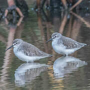 Dunlin