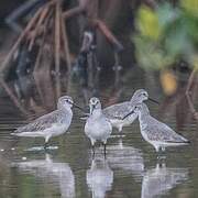 Dunlin