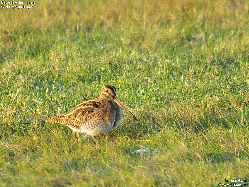 Common Snipeadult, identification, aspect, pigmentation, walking