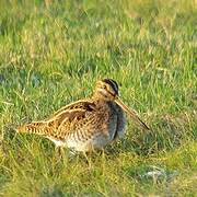 Common Snipe