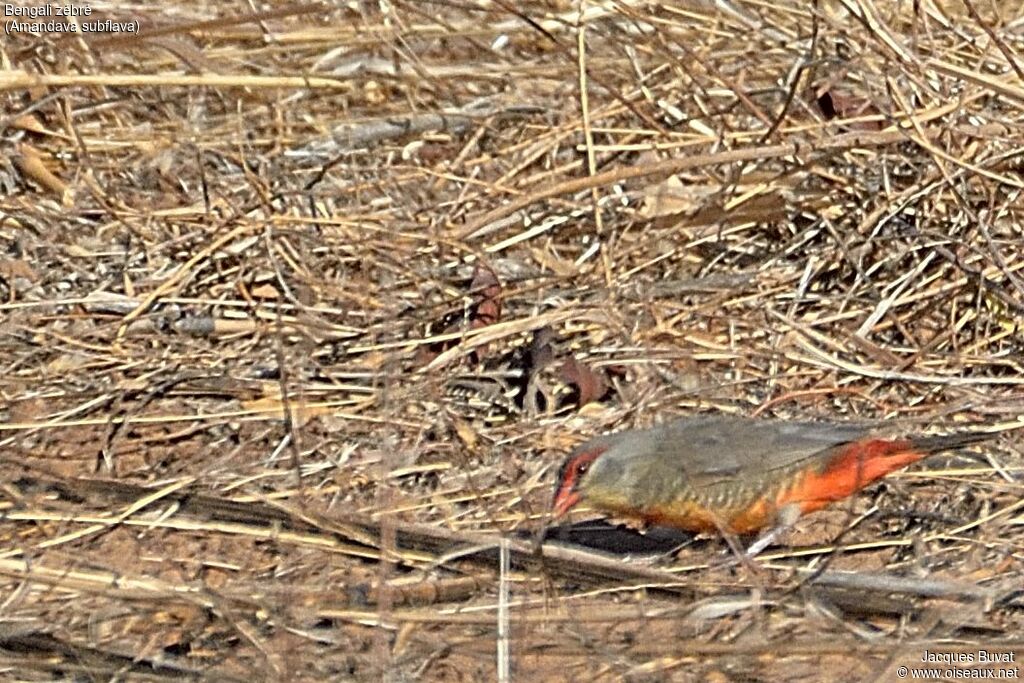 Orange-breasted Waxbill