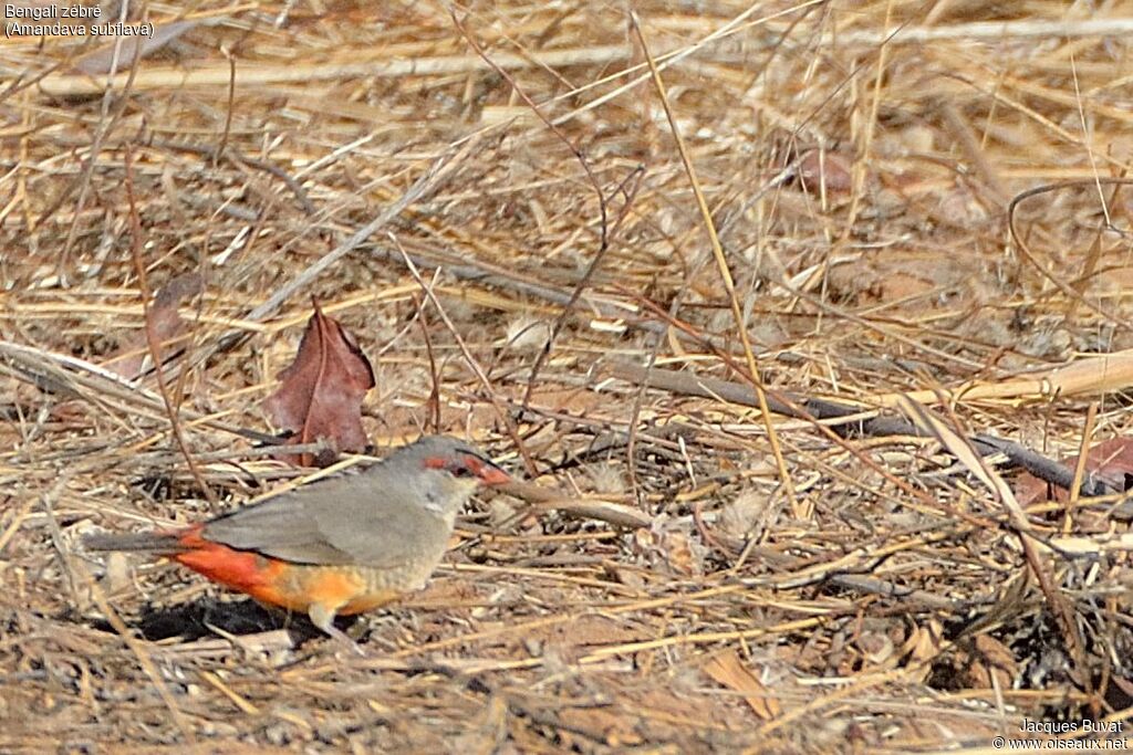 Orange-breasted Waxbill male adult