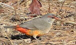 Orange-breasted Waxbill