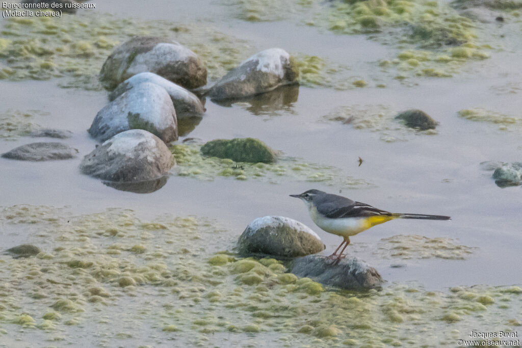 Bergeronnette des ruisseaux1ère année, identification