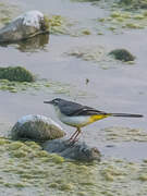 Grey Wagtail