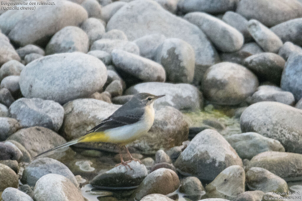 Bergeronnette des ruisseaux1ère année, habitat, composition, pigmentation