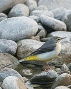 Grey Wagtail