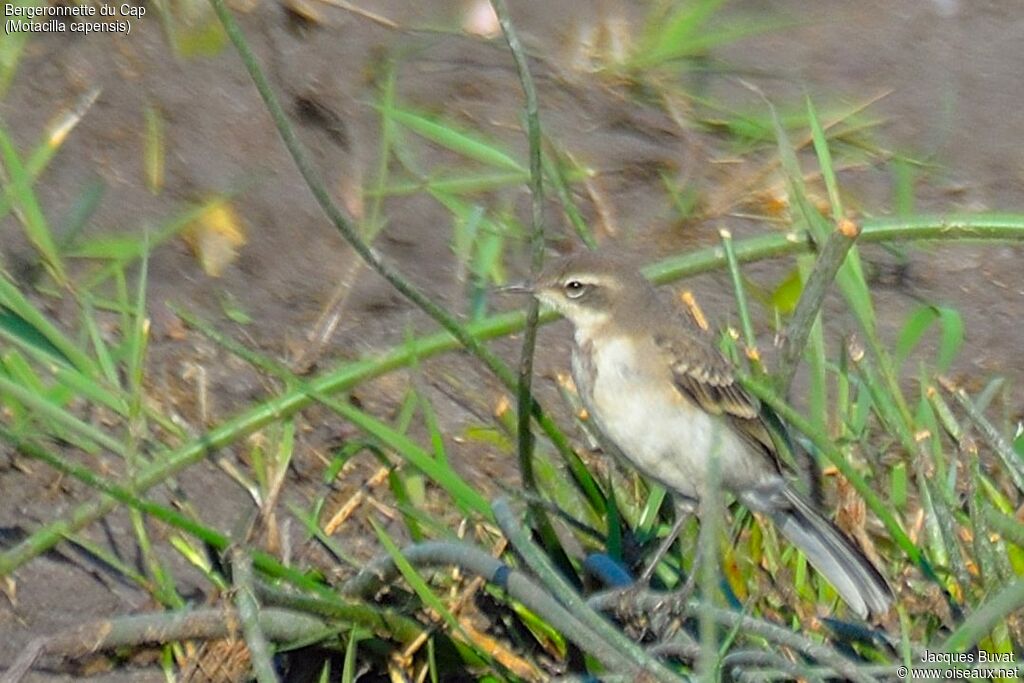 Cape WagtailFirst year, identification