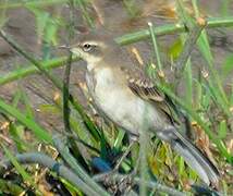 Cape Wagtail