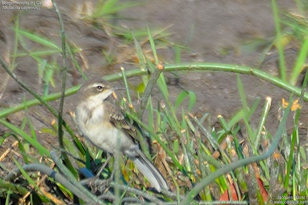 Bergeronnette du Cap1ère année, identification