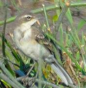 Cape Wagtail