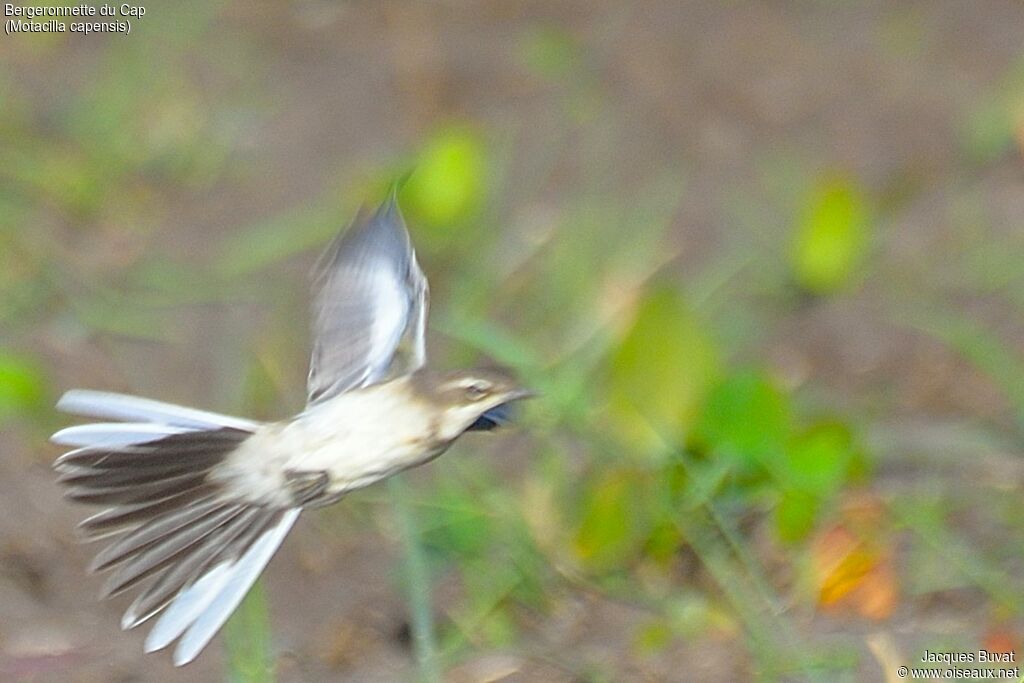 Cape WagtailFirst year, Flight