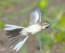 Cape Wagtail