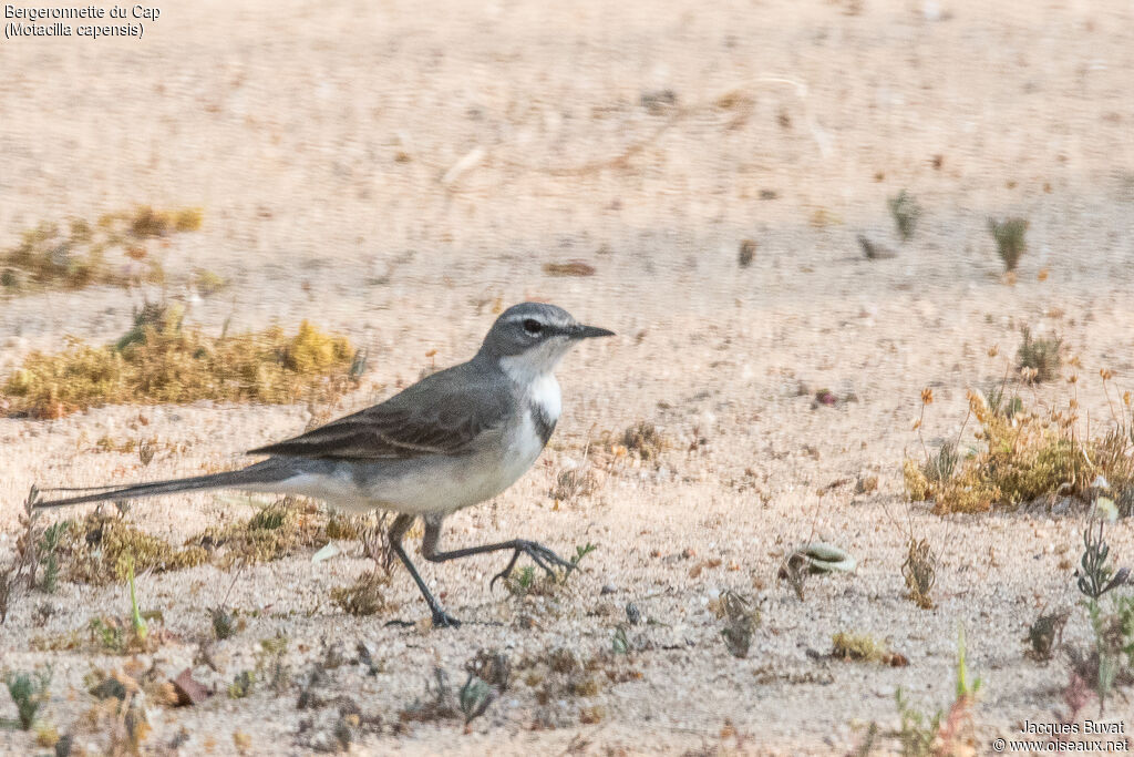 Cape Wagtailadult