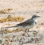 Cape Wagtail