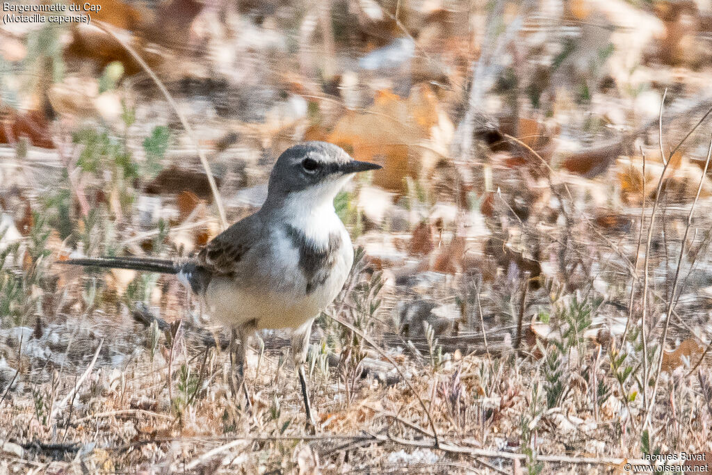 Cape Wagtailadult