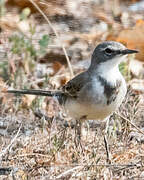 Cape Wagtail