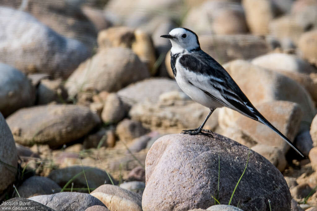 White Wagtailadult breeding, identification, aspect, pigmentation