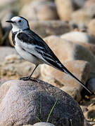 White Wagtail