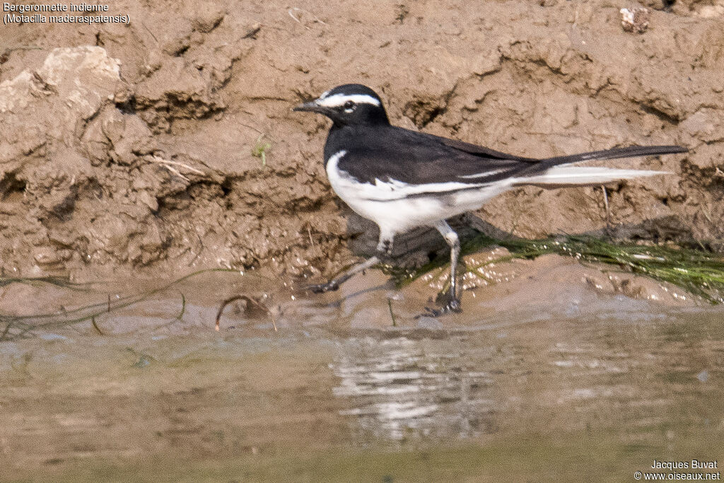 Bergeronnette indienneadulte, habitat, composition, pigmentation, marche, pêche/chasse