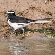 White-browed Wagtail