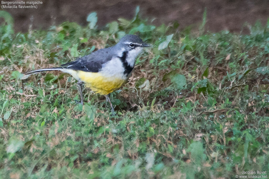 Madagascar Wagtailadult