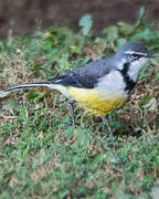 Madagascan Wagtail