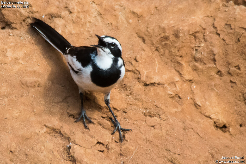 African Pied Wagtail