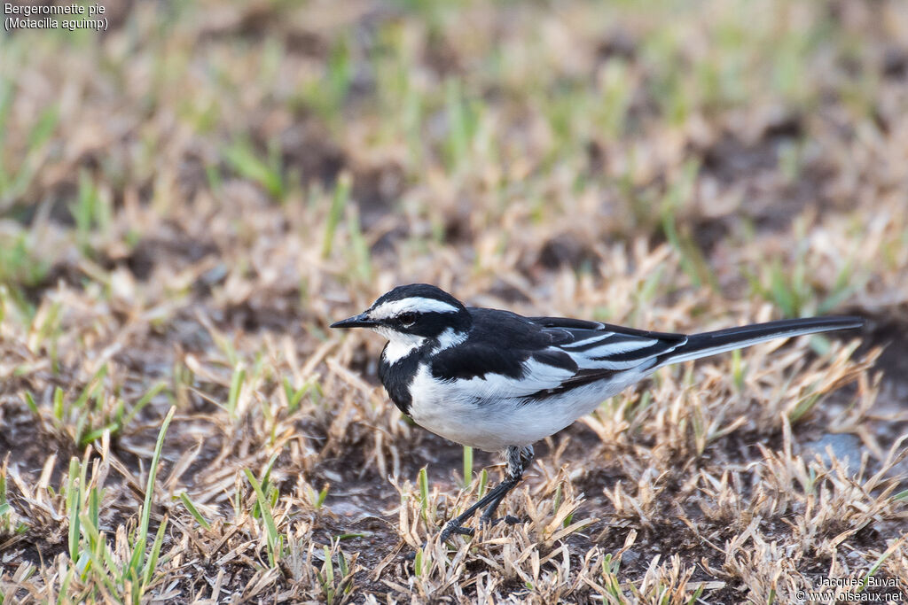 African Pied Wagtailadult