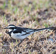 African Pied Wagtail