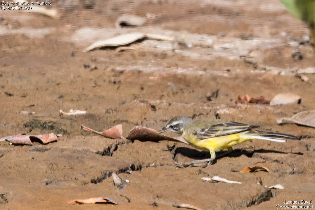 Western Yellow Wagtailadult post breeding