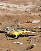 Western Yellow Wagtail