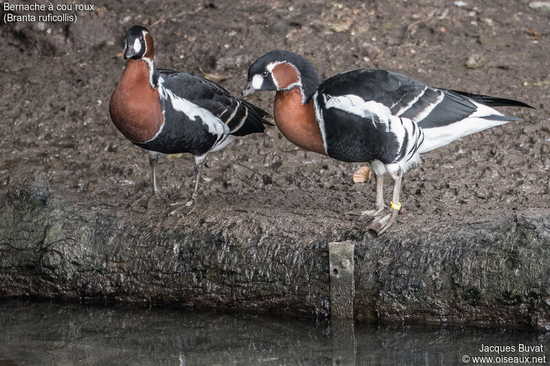 Red-breasted Gooseadult breeding, aspect, pigmentation