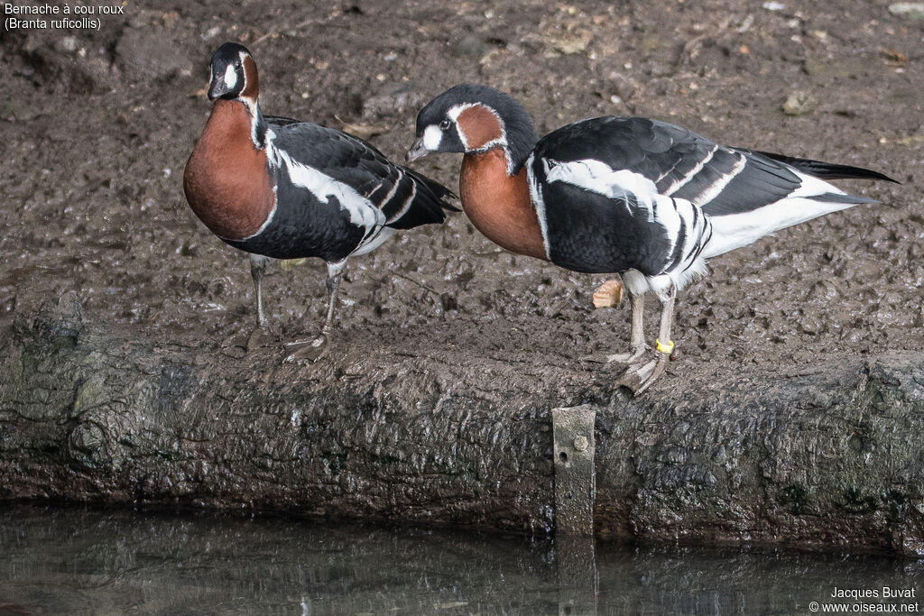 Red-breasted Gooseadult breeding, aspect, pigmentation