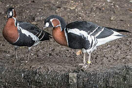 Red-breasted Goose