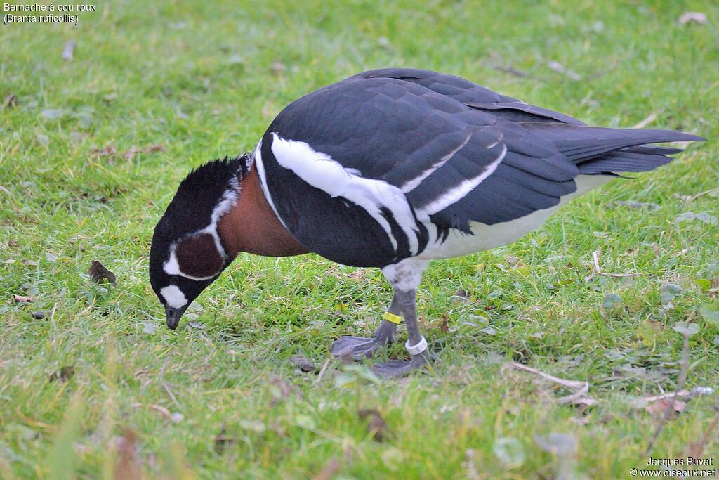 Bernache à cou rouxadulte nuptial, identification, composition, pigmentation, marche, mange