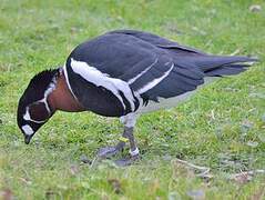 Red-breasted Goose