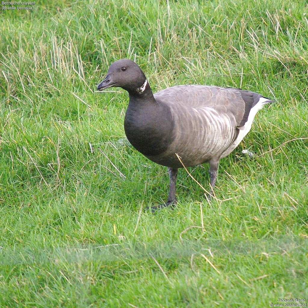 Brant GooseFirst year, close-up portrait, aspect, pigmentation, walking