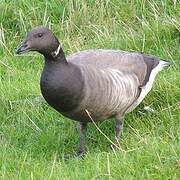 Brant Goose