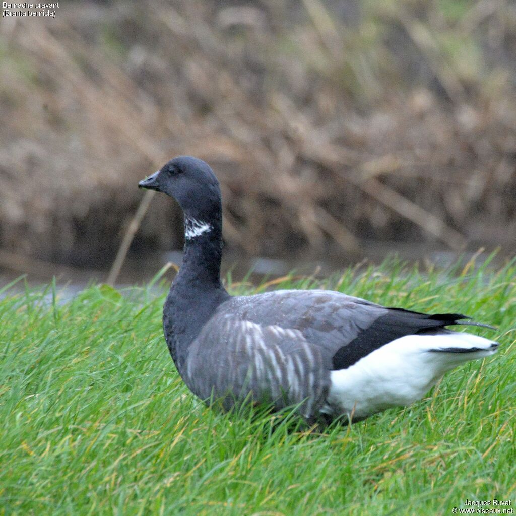 Brant Gooseadult, close-up portrait, aspect, pigmentation