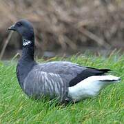 Brant Goose