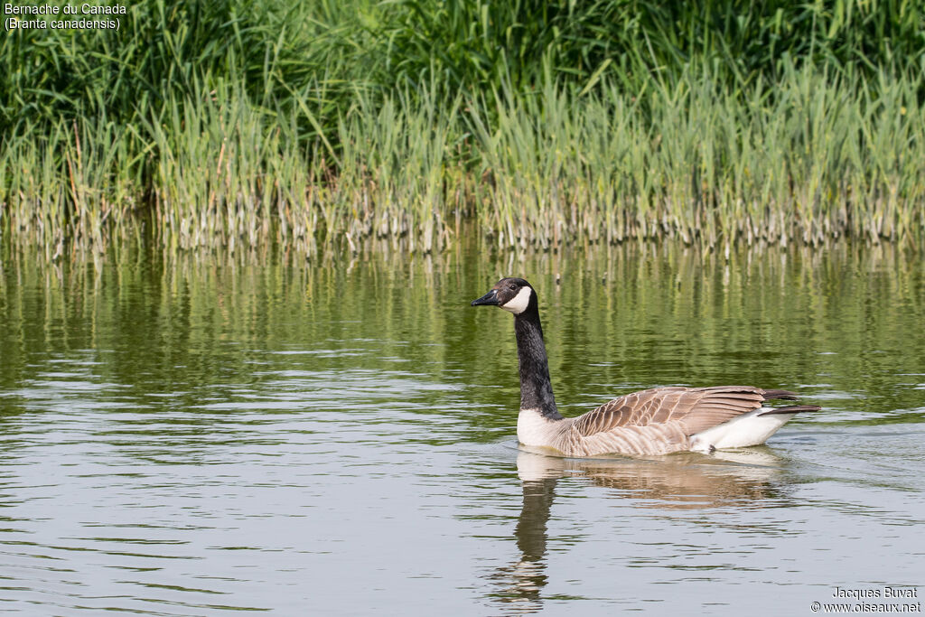 Canada Gooseadult, identification, aspect, pigmentation, swimming