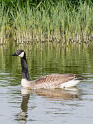 Canada Goose